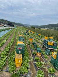Organic cabbage harvest - excursion